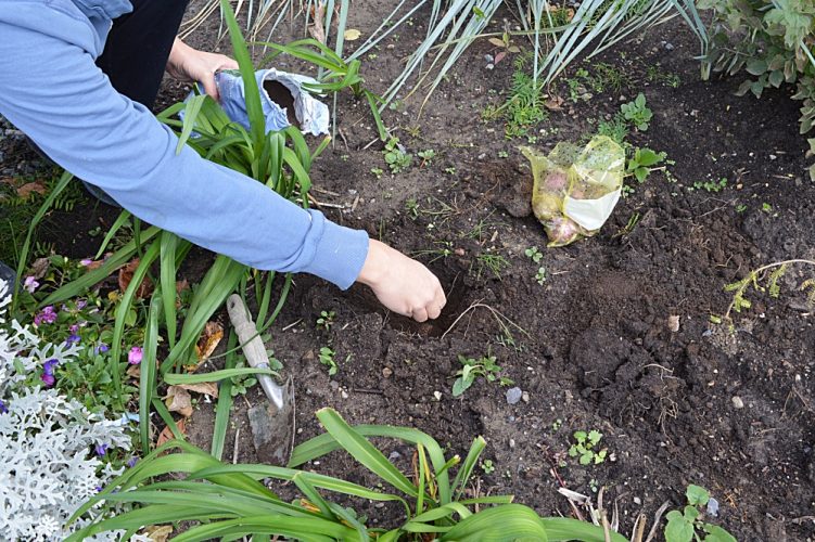 5 easy tips to plant fall bulbs for a colorful spring display - The ...