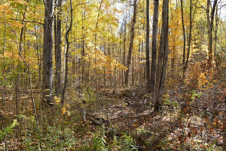 how to build a tiny cabin